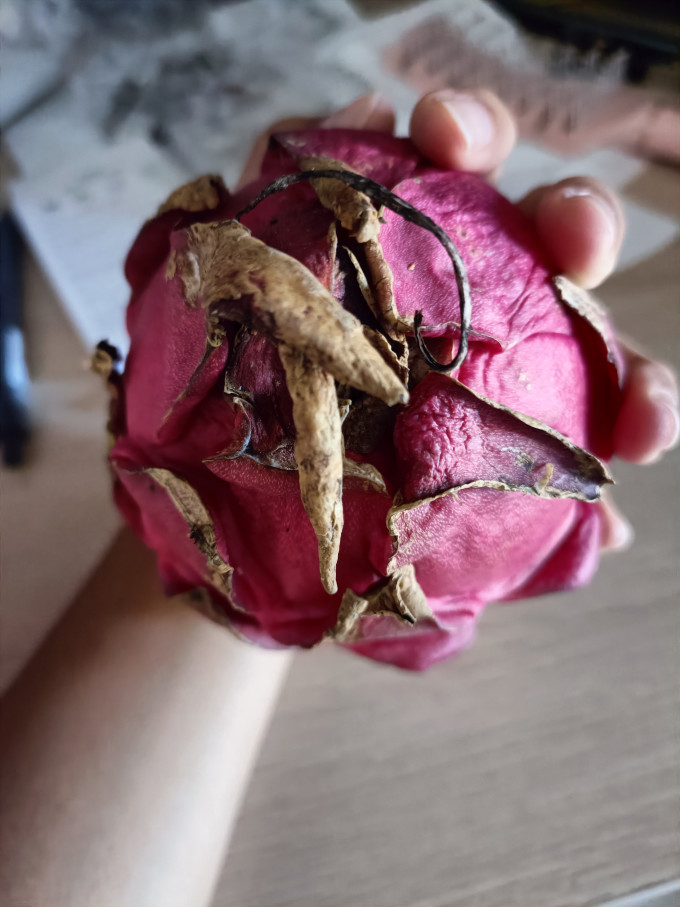火龙果