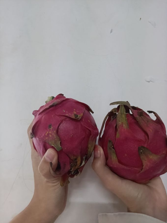 乡寸火龙果