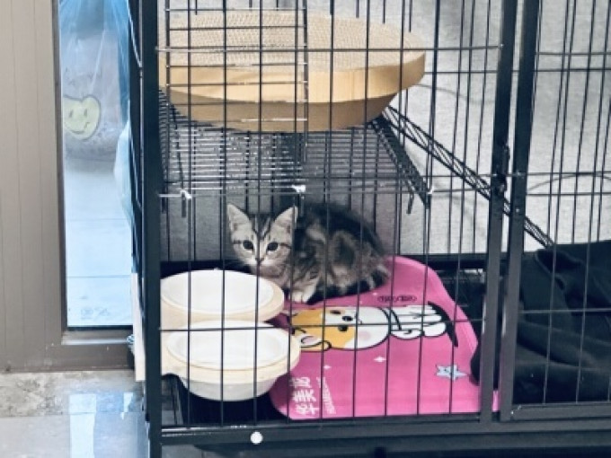 华美龙猫狗窝