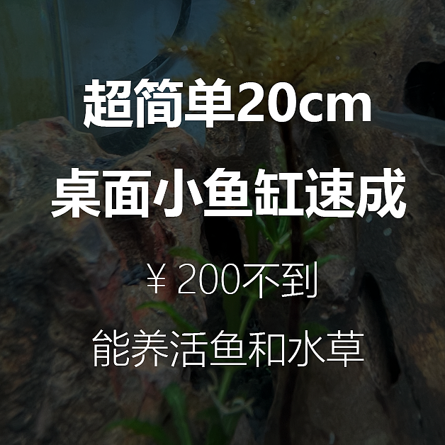 超简单20cm桌面小鱼缸速成 ￥200不到能养活鱼和水草