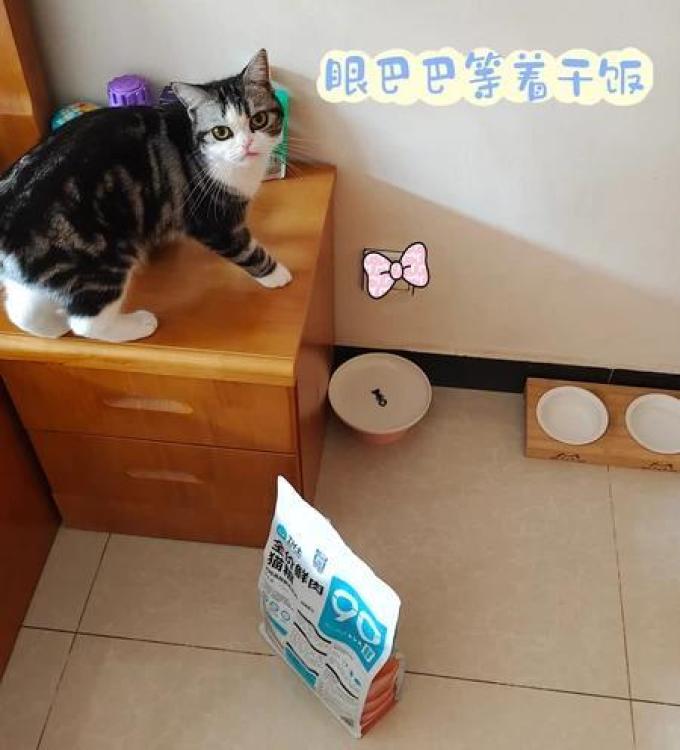 猫咪干粮