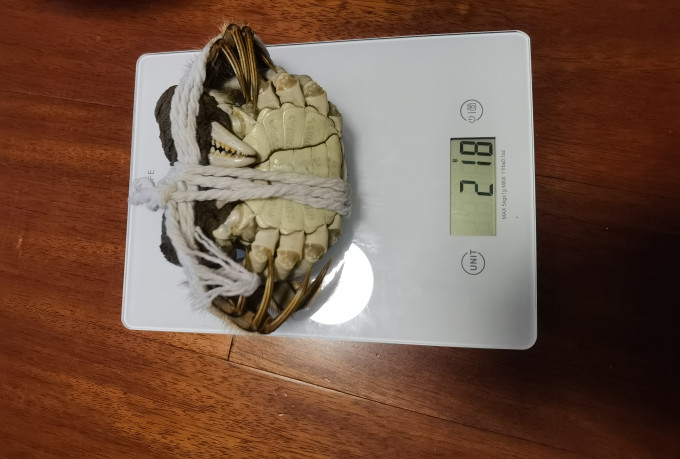 蟹爵蟹类