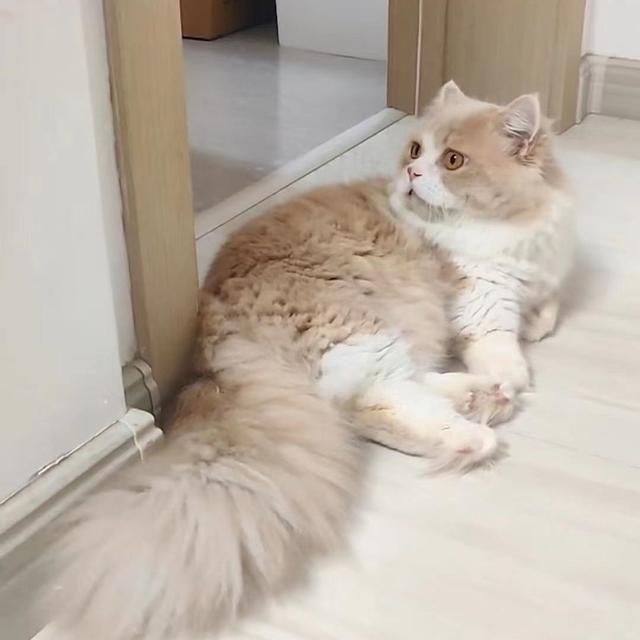 懒人养猫之二百元预算如何养好(^ω^)喵