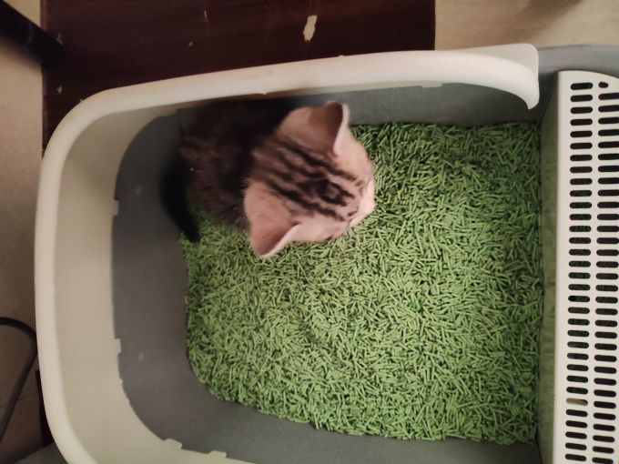 汪野君猫砂盆