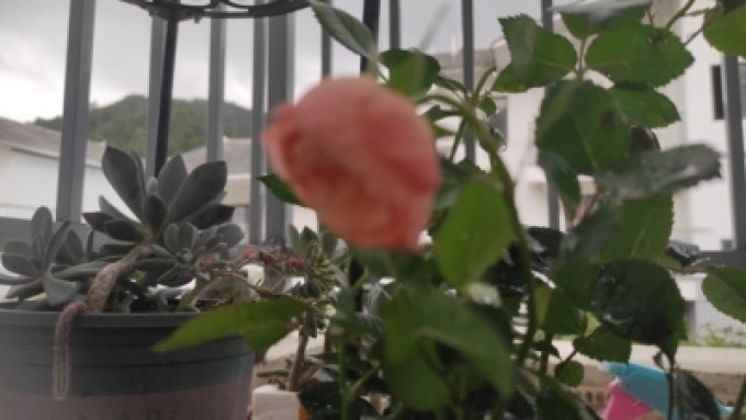 鲜花
