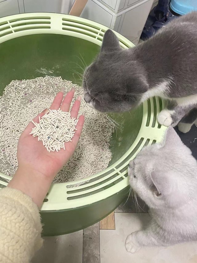 挖到一款便宜量大的猫砂、猫十七猫砂
