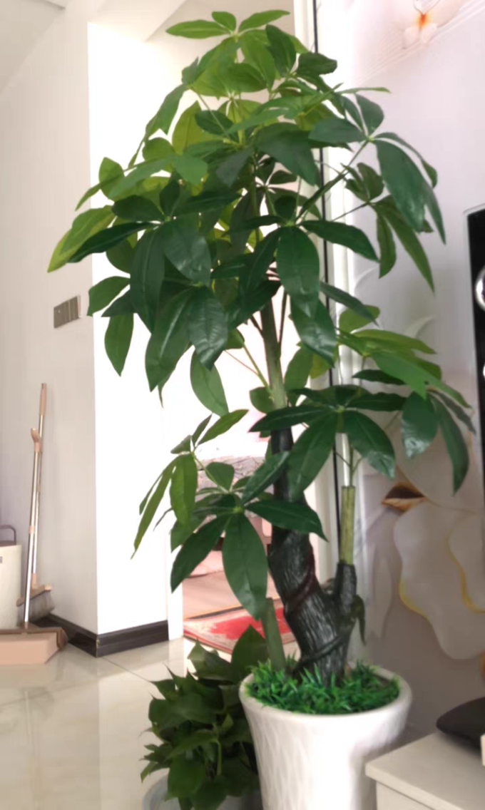 盆栽