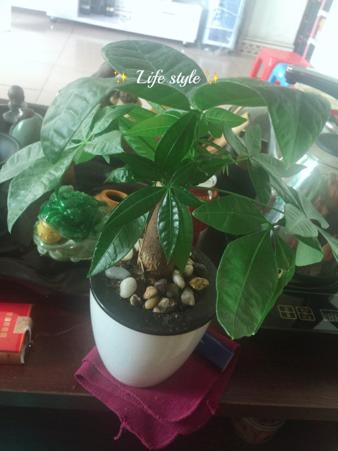 鲜花绿植