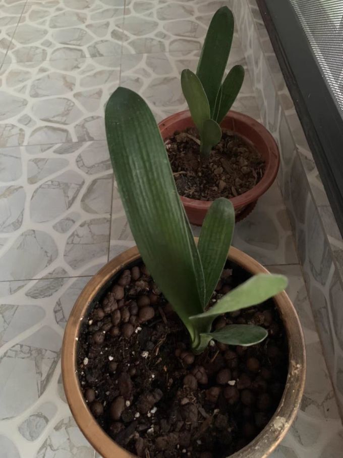 鲜花绿植