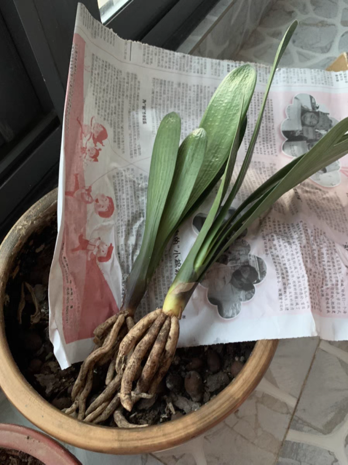 鲜花绿植