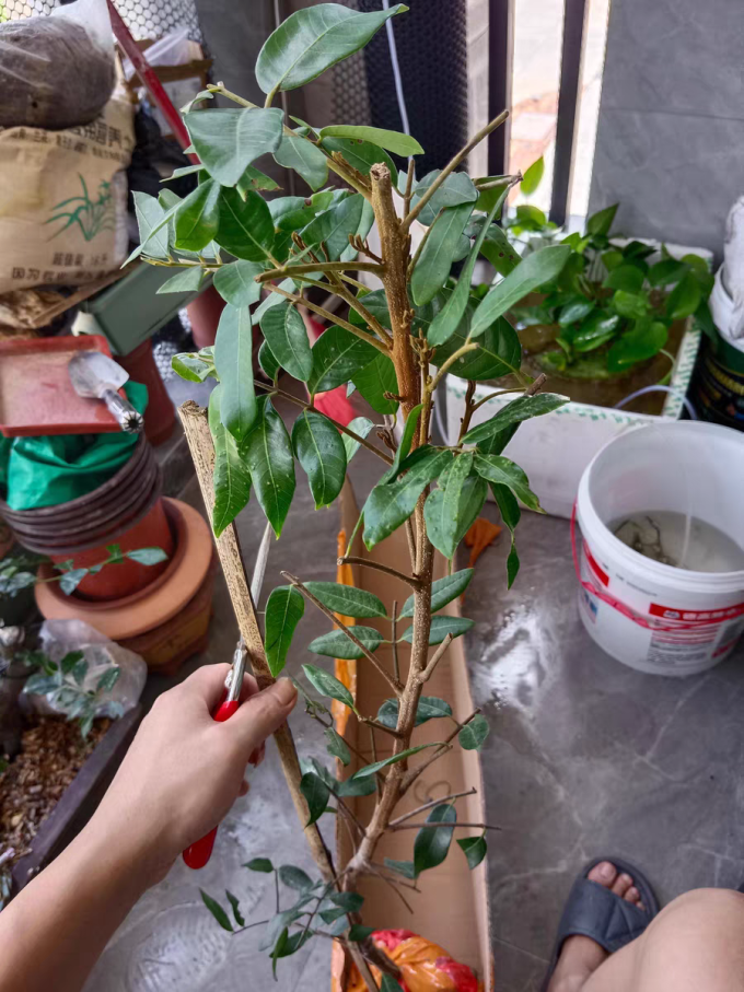 鲜花绿植