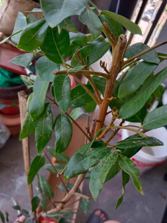 鲜花绿植