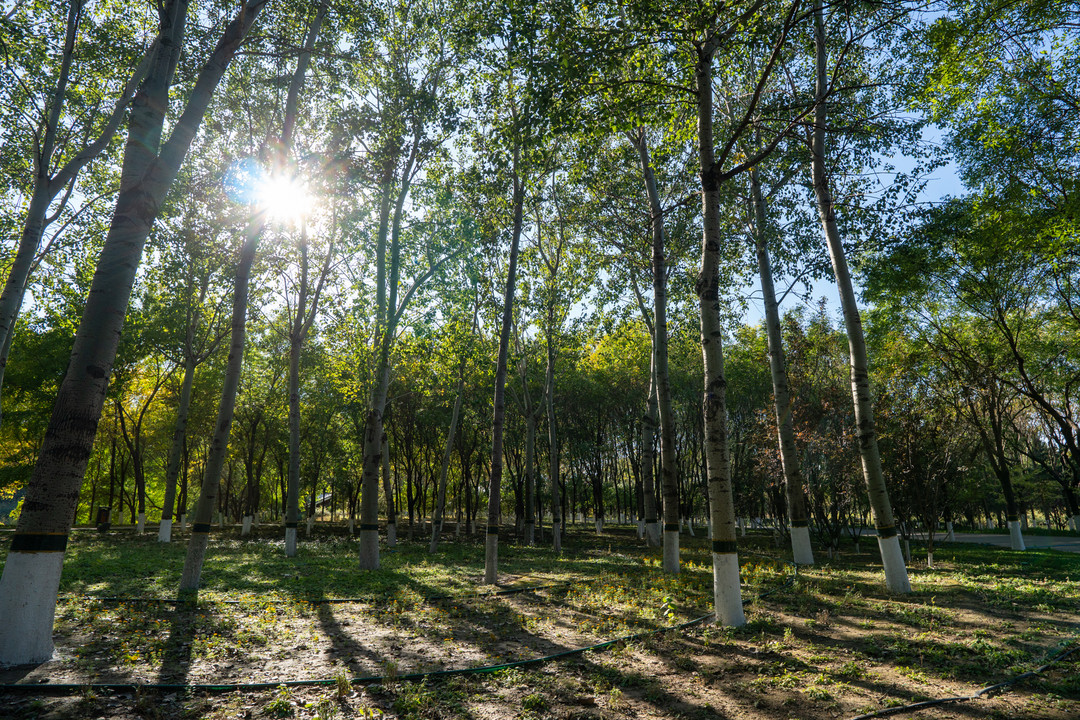 索尼超广角三镜怎么选？10-20mm F4、15mm F1.4和11mm F1.8上手体验