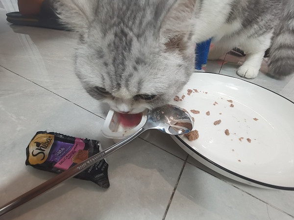 第一次买希宝的餐盒，不知道猫猫爱不爱吃，