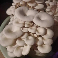 蘑菇种植包菌种菌包家种菌菇香菇食用黑平菇