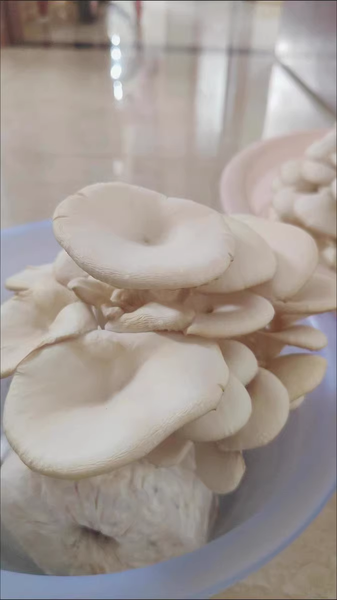 菌菇木耳