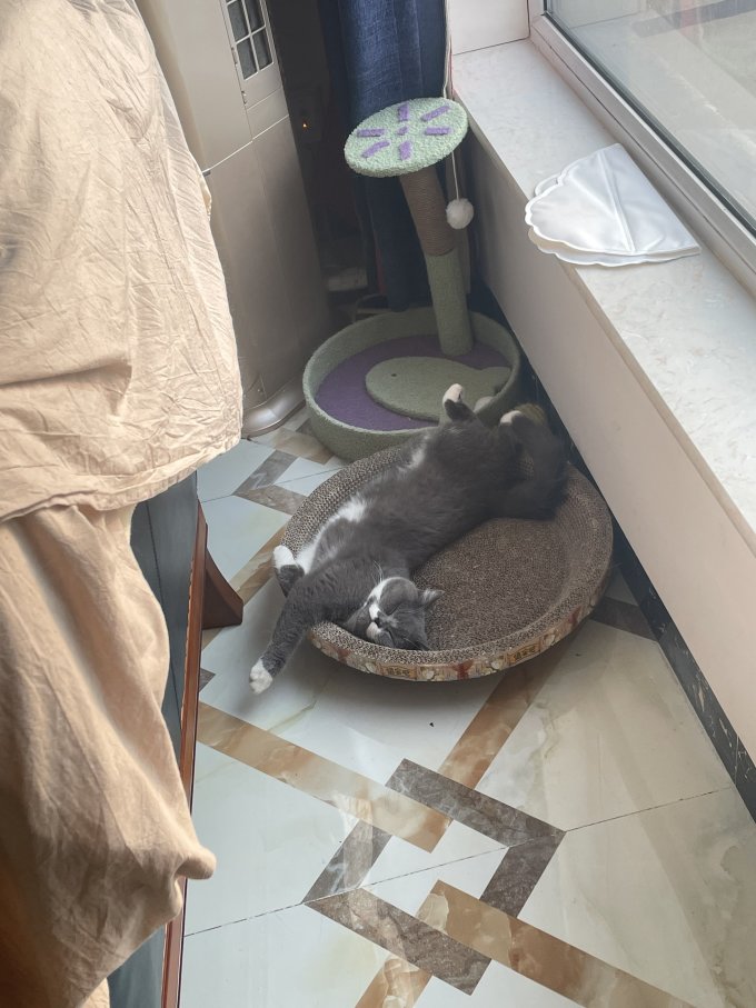 彼悦猫粮
