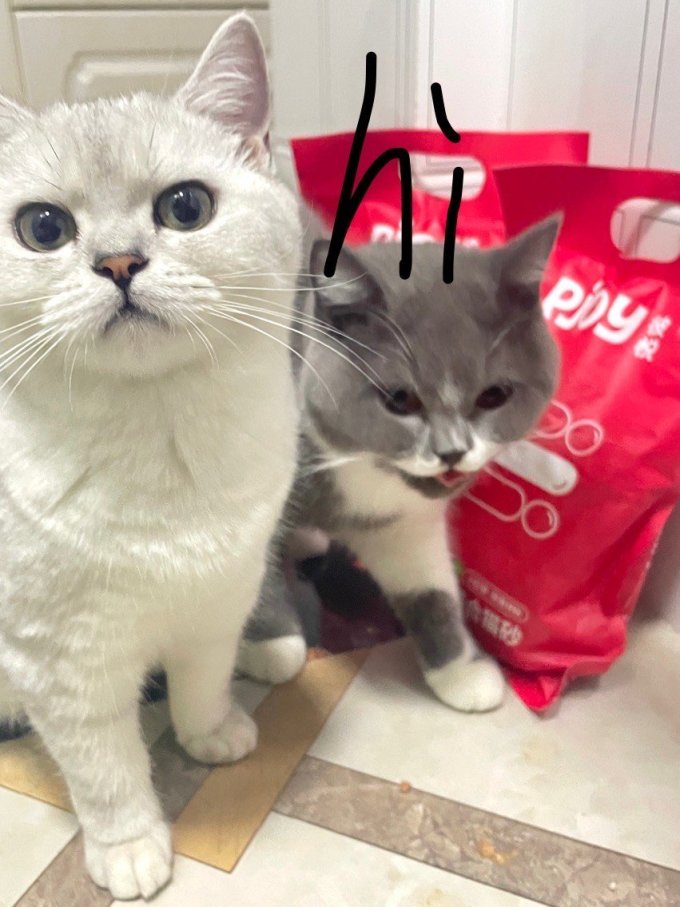 彼悦猫粮