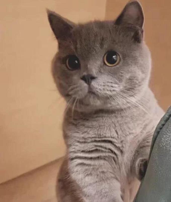 瓜洲牧猫砂