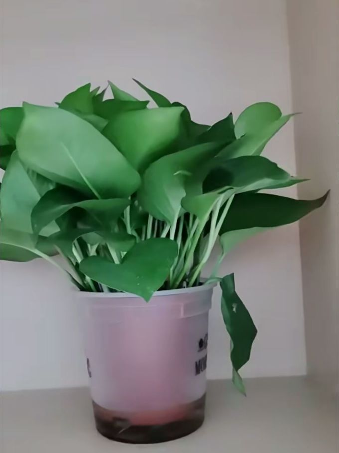 盆栽