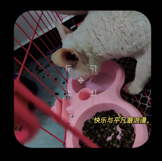 华美龙宠物食具水具
