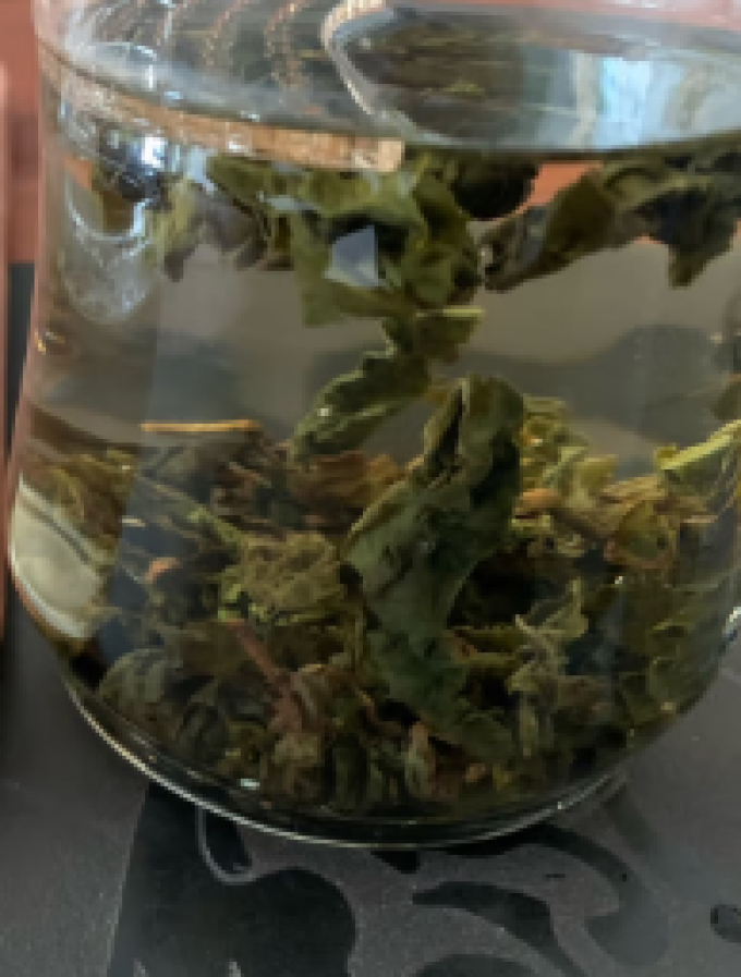 修哲茶类