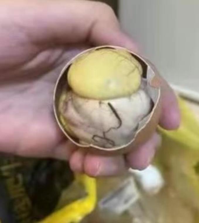 岽鲜蛋类
