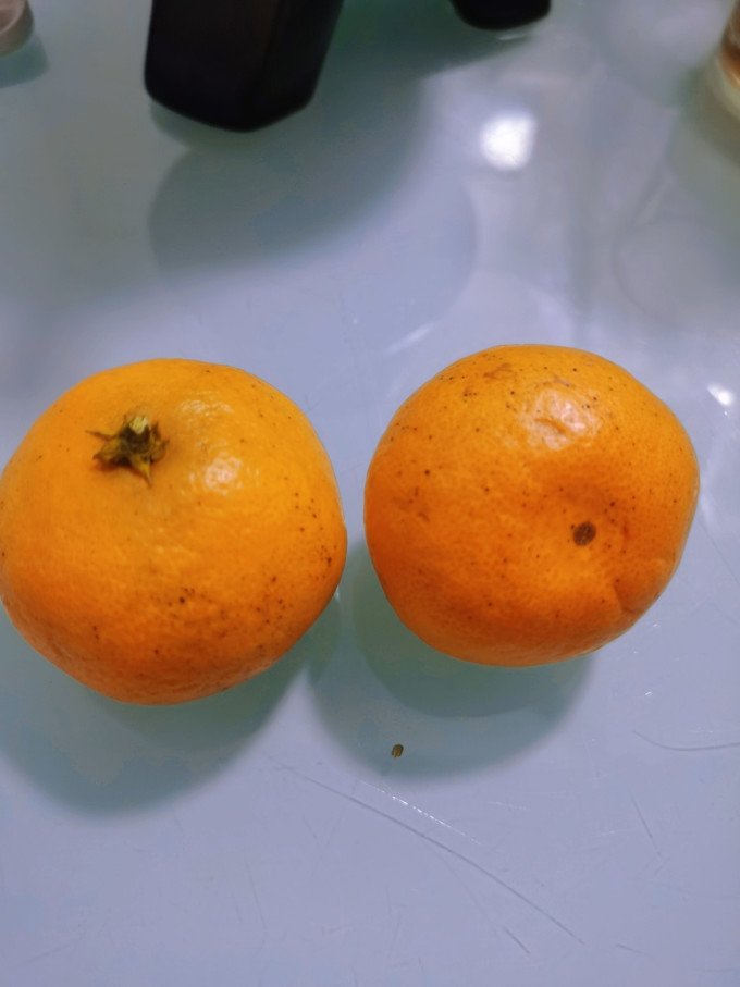 什谷丰橘/桔