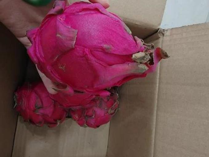 金都火龙果