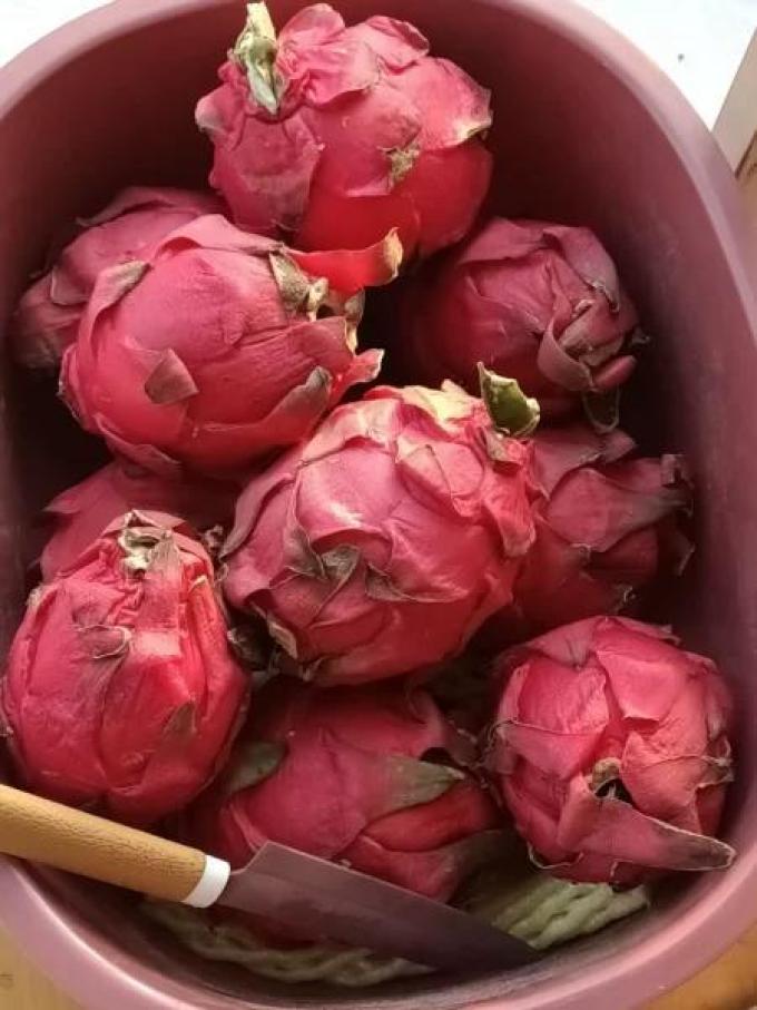 金都火龙果