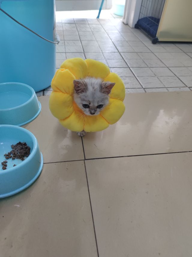 太阳花伊丽莎白圈