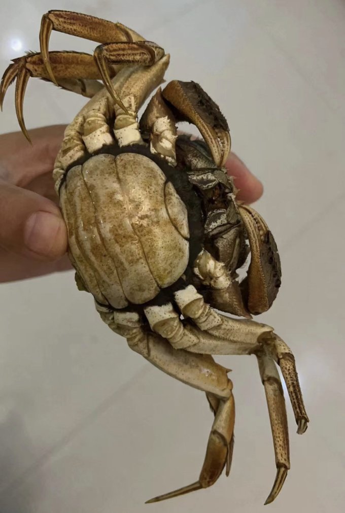 掌昕鲜蟹类