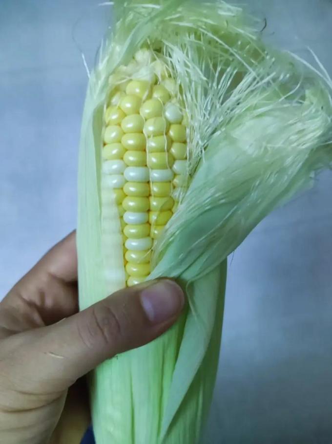 蔬菜