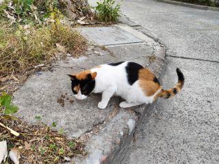 猫咪吃上三文鱼牛肉鸡肉粮
