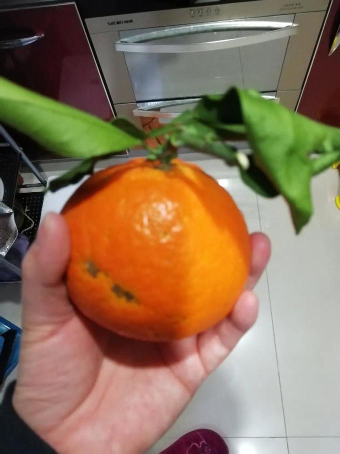 鲜菓篮橘/桔