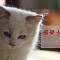 别瞎买了，我家猫喜欢的玩具只有这几种