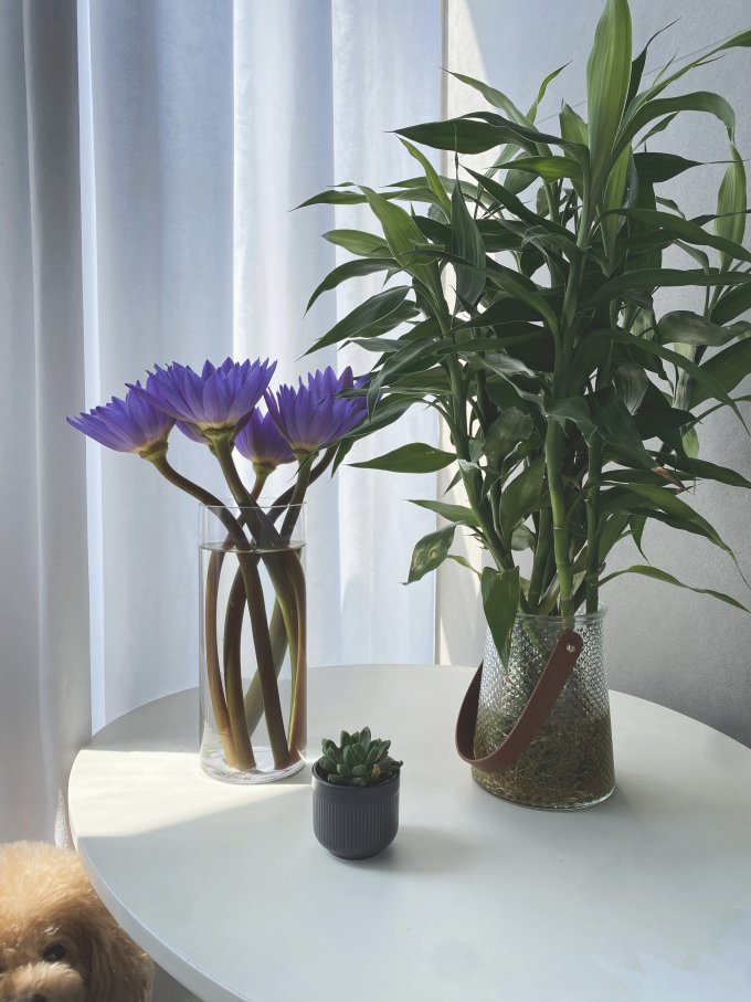 花加鲜花速递