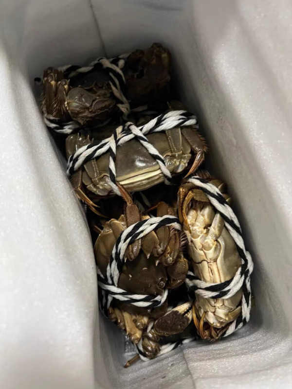 plus会员鱻谣大闸蟹公蟹3841两母蟹2831两8只