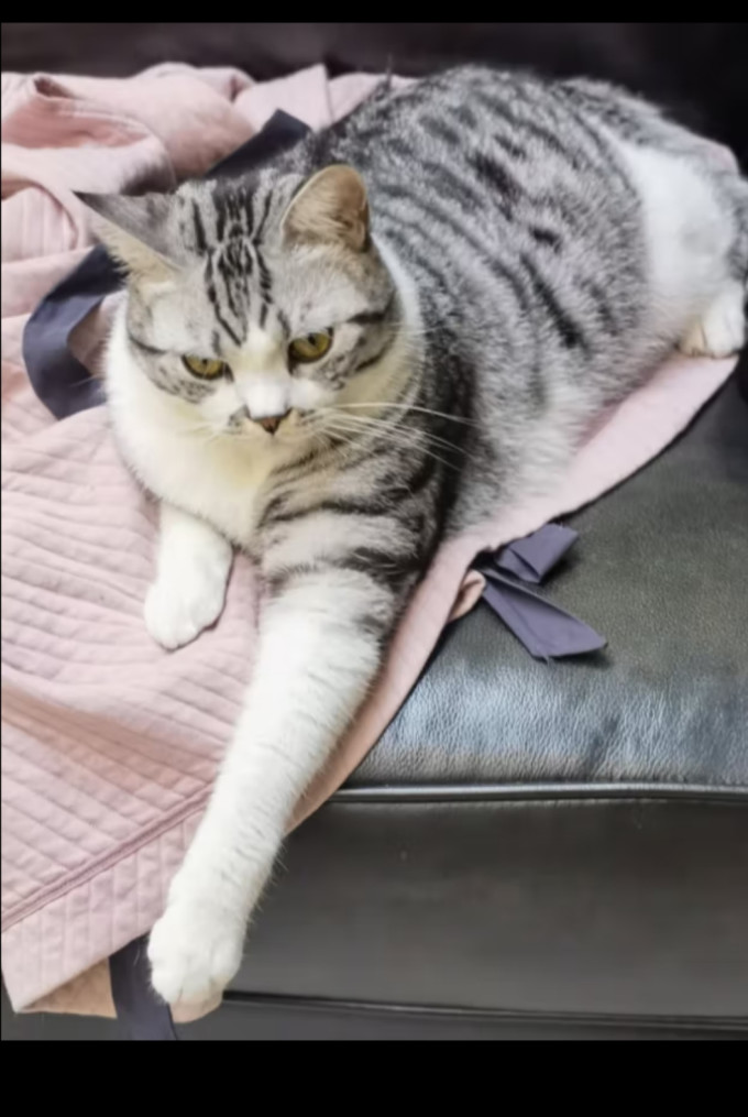 顽皮猫零食