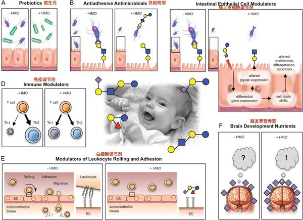 HMOs的生理功能｜图源：参考资料[1]