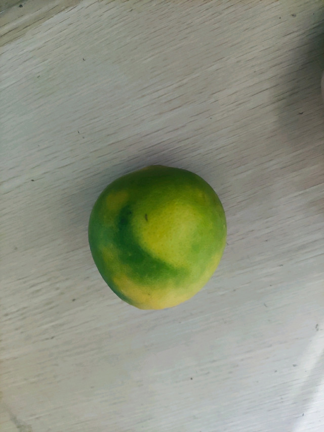 清爽秋日来个甜滋滋的小橙子
