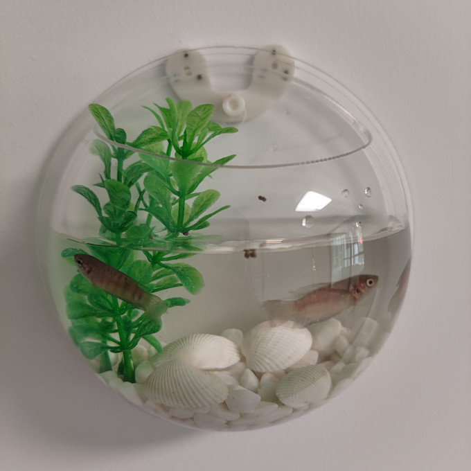 水族
