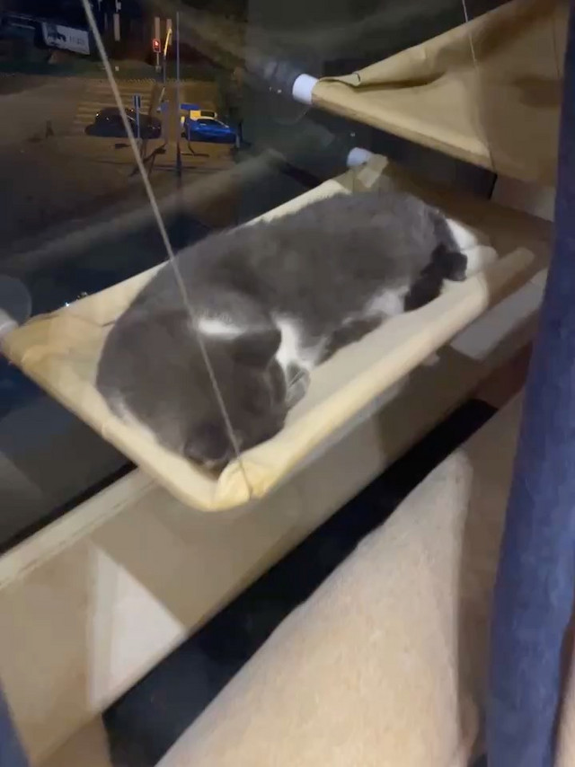 云养猫之猫咪千奇百怪的睡觉姿势