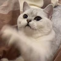 营养毛之逗猫，猫咪怎么很容易被这种移动的