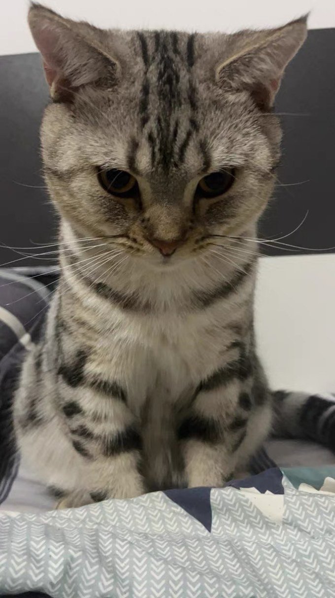 猫砂