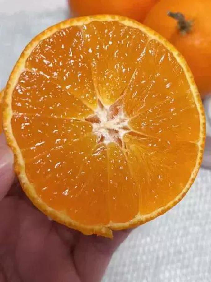 福瑞达橘/桔