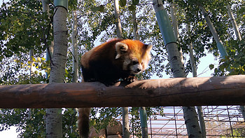 家庭出行目的地 篇六：10月入秋北京野生动物园一日游