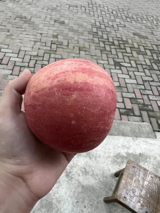 苹果