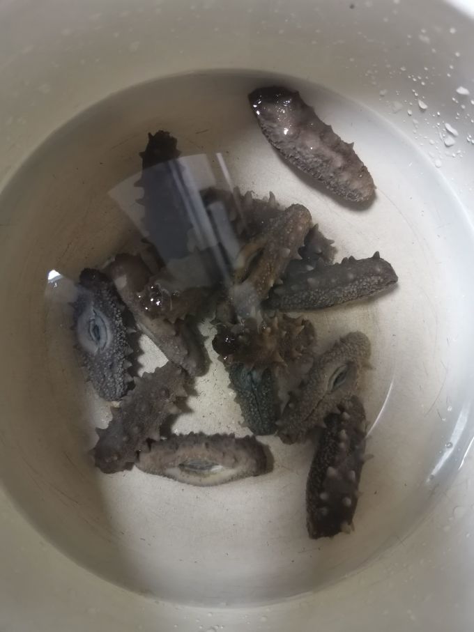 皇纯参鲍