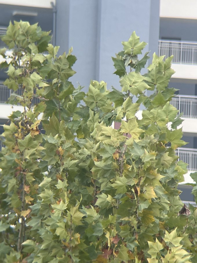 博冠望远镜